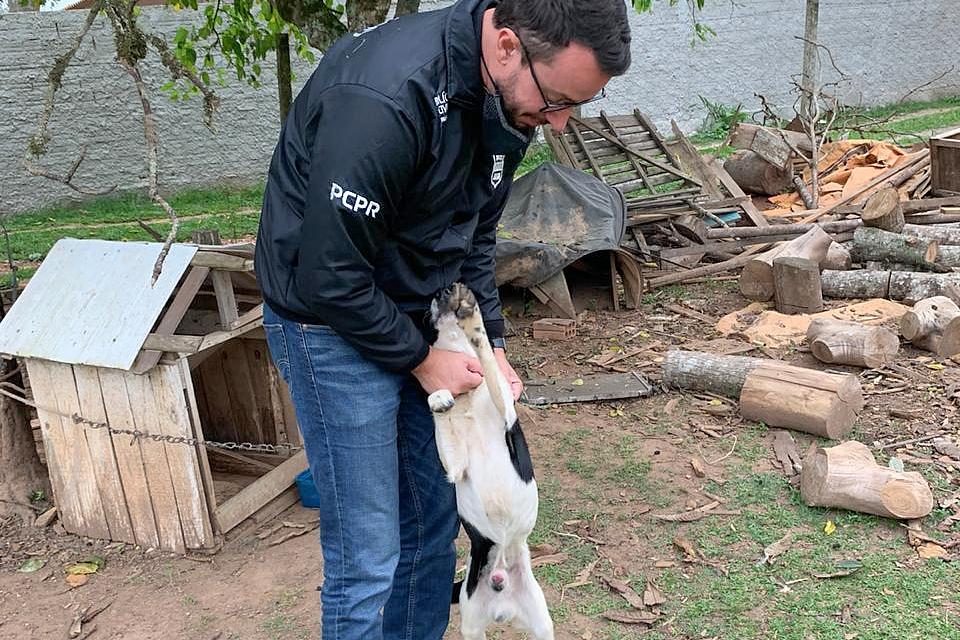 Homem Preso Por Maus Tratos A Animais Nesta Quarta Na Regi O