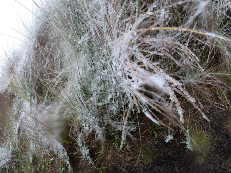 Paraná registra neve no Pico Araçatuba, em Tijucas do Sul ...